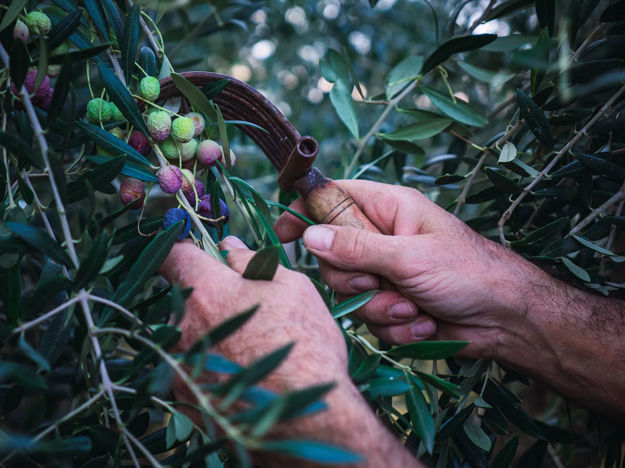 Pianta di ulivo con olive mature pronte per essere raccolte