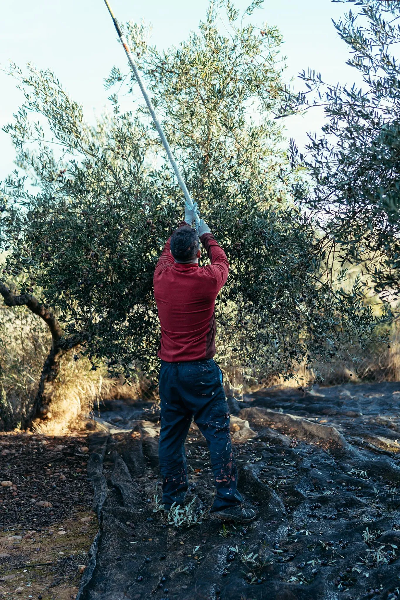 Scuotitore elettrico con batteria in uso su un ulivo