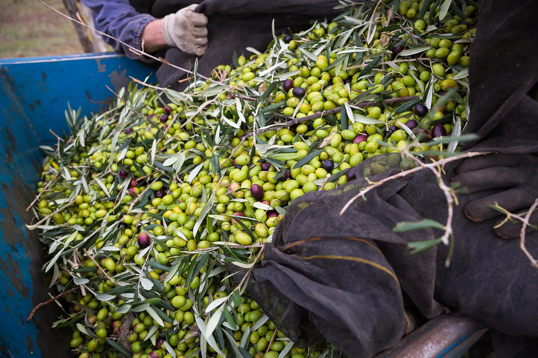 Persona con guanti protettivi che raccoglie olive cadute sulle reti
