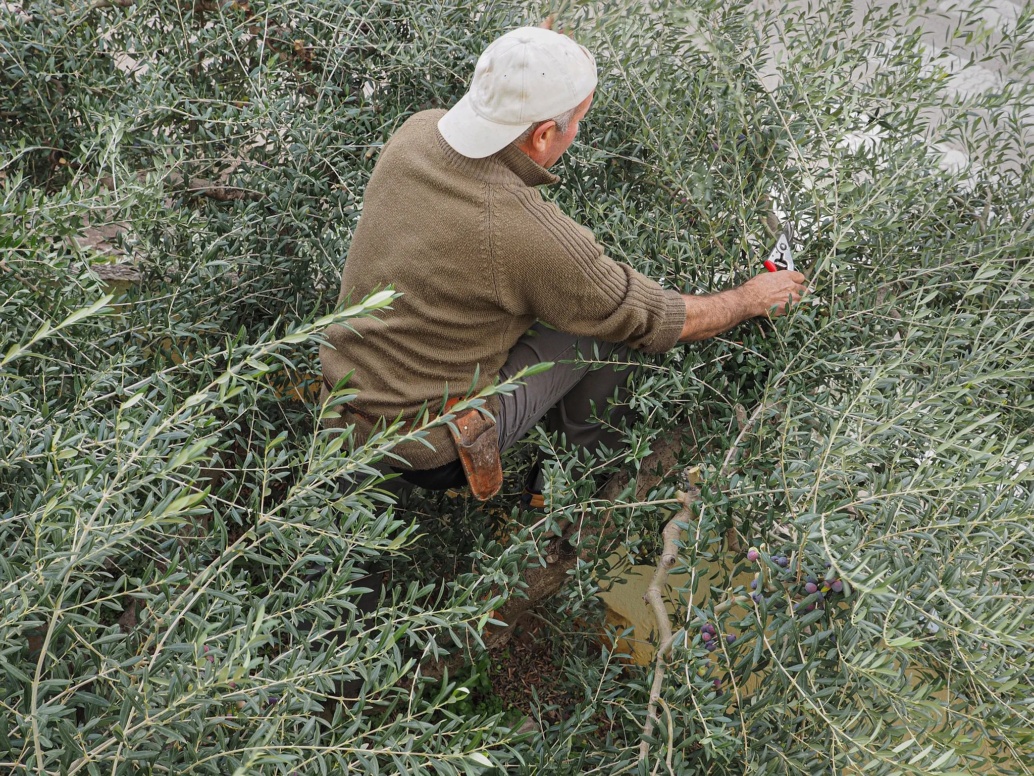 Oliveto con alberi carichi di olive a diversi stadi di maturazione