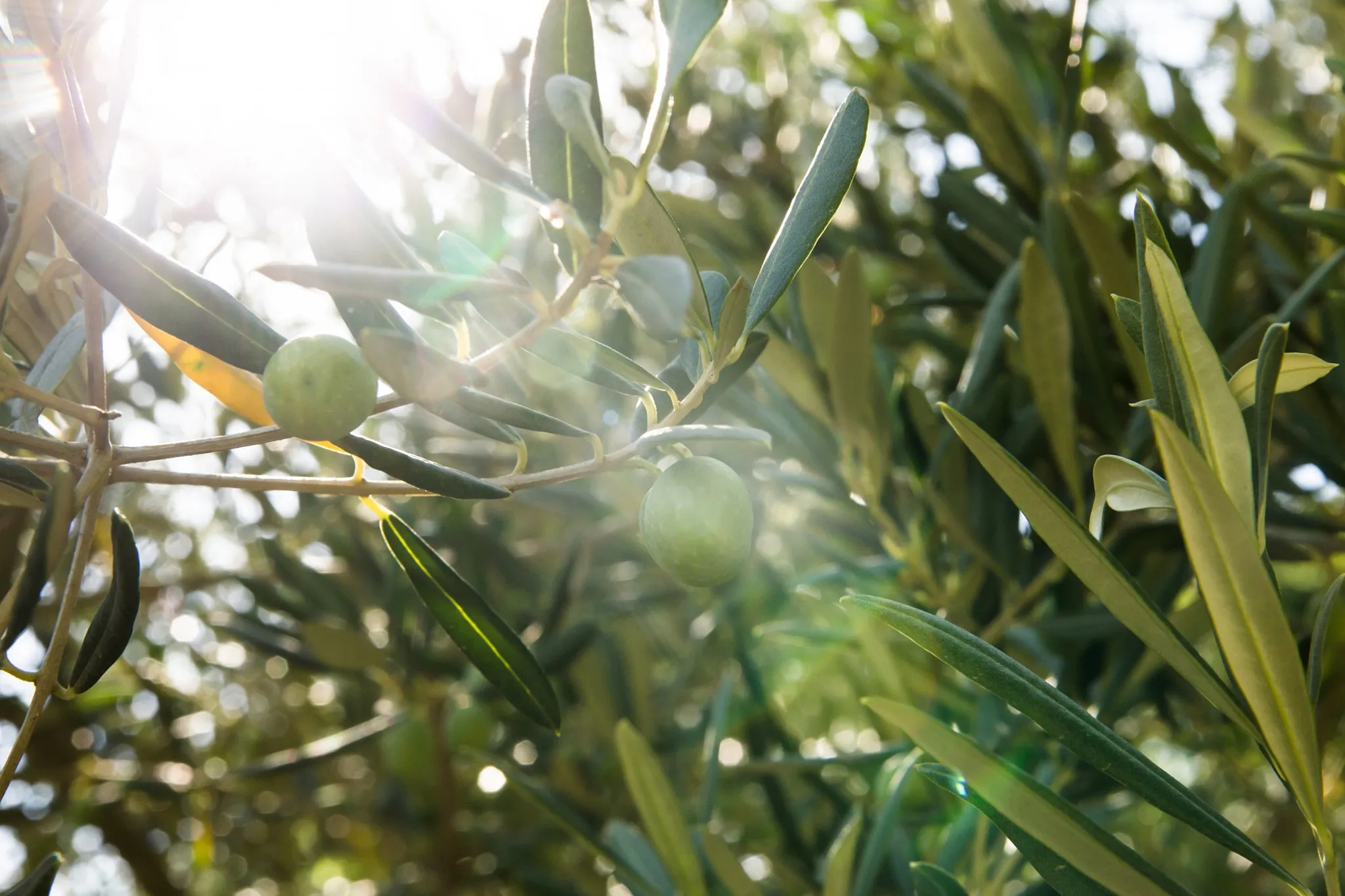 Campo di olive colpito da un'ondata di caldo estivo