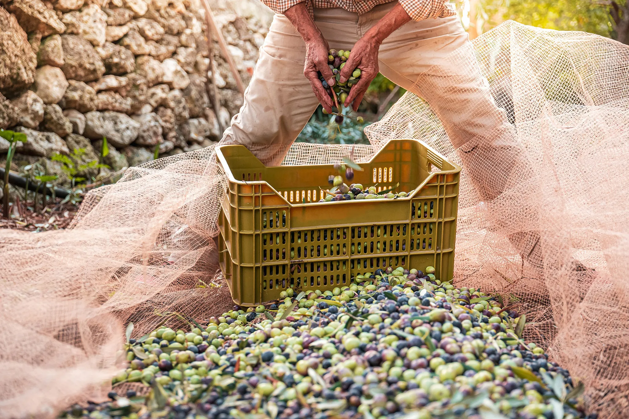 Produttori di olive che monitorano lo stato di maturazione delle olive