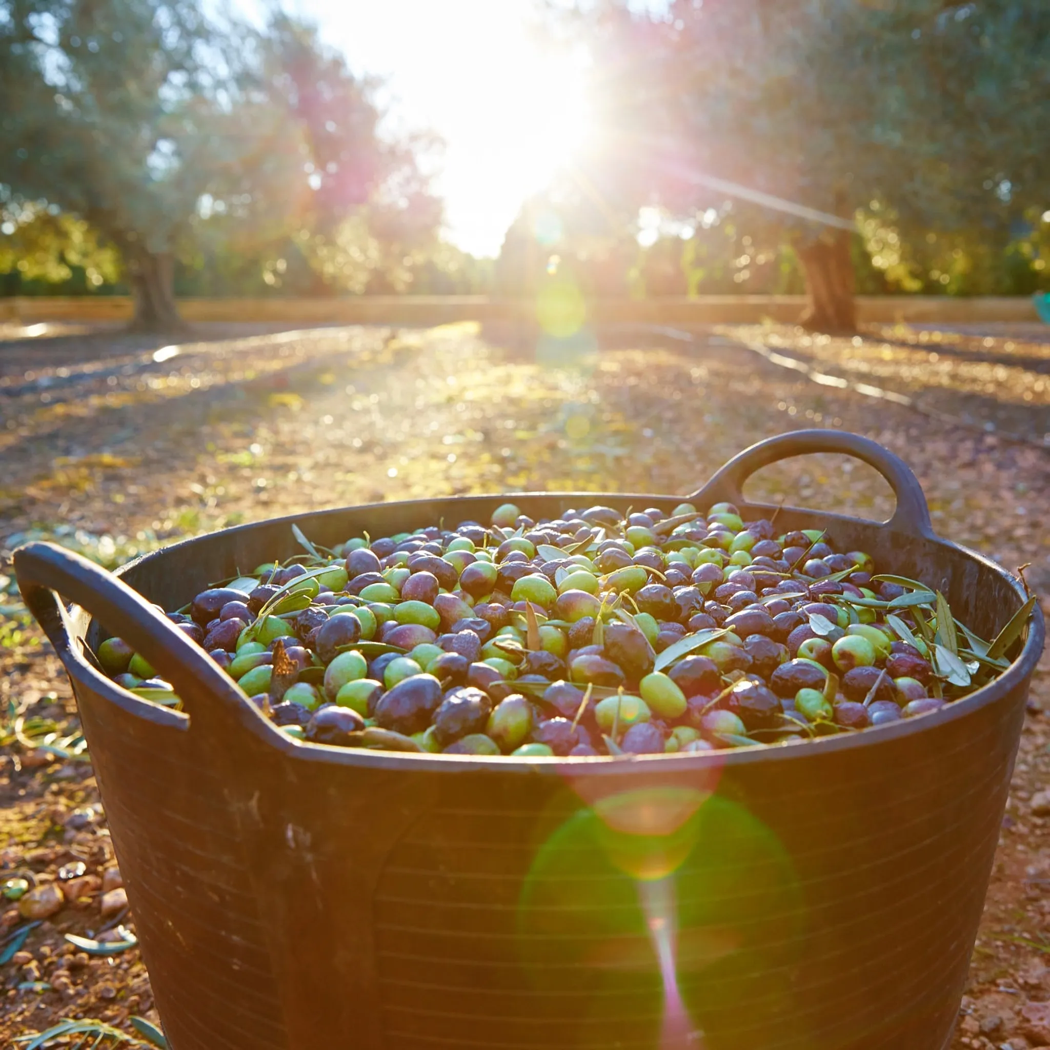 Il Periodo Migliore per la Raccolta delle Olive, fra Tradizione e Cambiamento Climatico