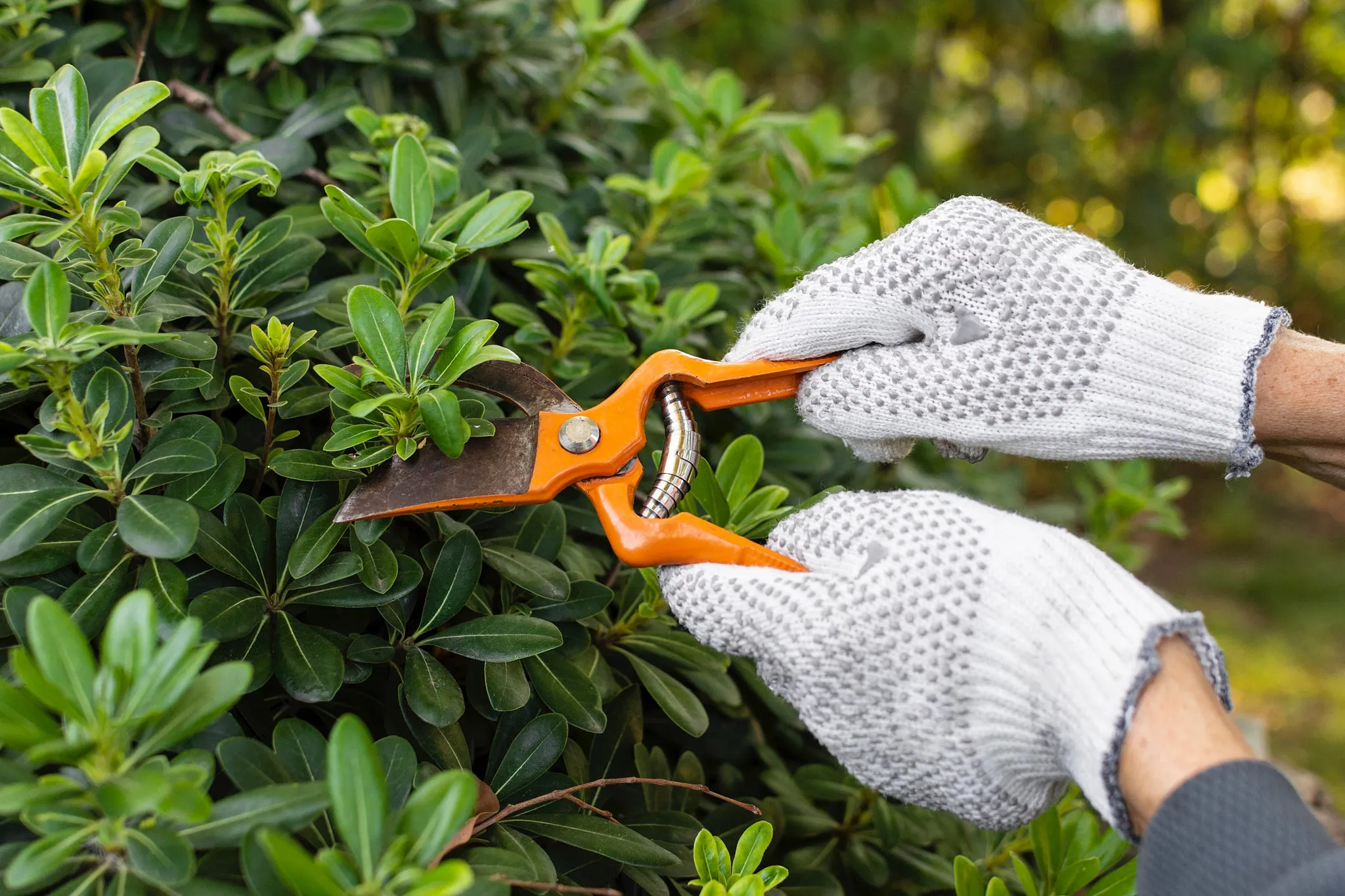 Mano che taglia delicatamente un ramo giovane di una rosa con forbici bypass